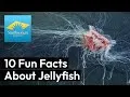 Preview thumbnail for video '10 Fun Facts About Jellyfish