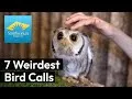 Preview thumbnail for video '7 Weirdest Bird Calls