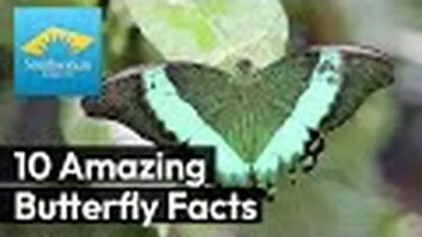 Preview thumbnail for 10 Enchanting Butterfly Facts Revealed!