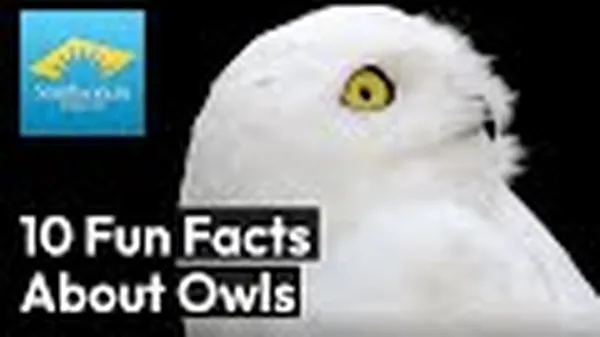 Preview thumbnail for 10 Fascinating Facts About Owls