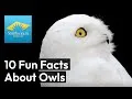 Preview thumbnail for video '10 Fascinating Facts About Owls