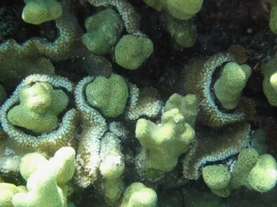 Rice coral grows over another species of coral.