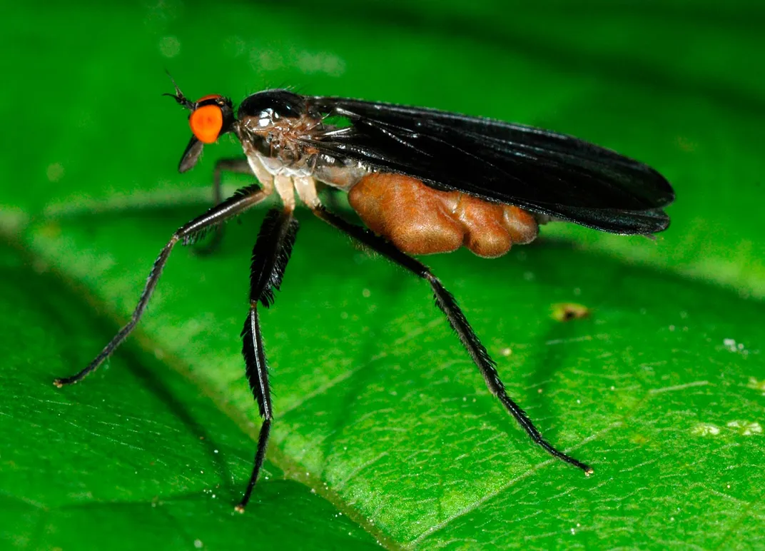 When It Comes to Romantic Gift-Giving, Humans Aren’t Alone. Snails, Birds and Flies All Woo Each Other With Presents