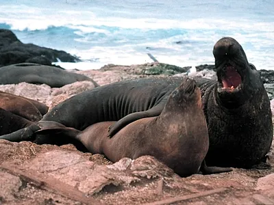 Elephant Seals