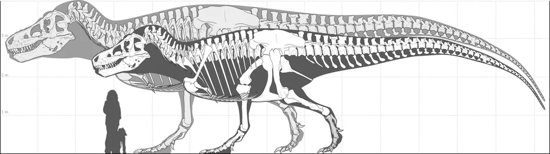 Comparison of the biggest T rex fossil and the biggest T rex possible next to human