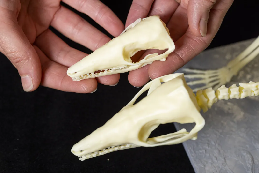 two small mammal skulls in hands