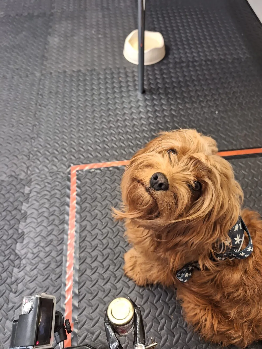 a brown dog with a small harness looks up at the camera while sitting within an orange tape outline on an industrial floor