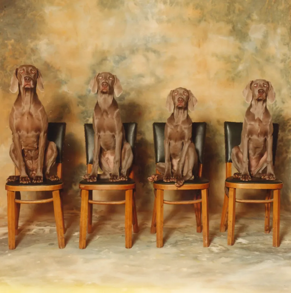 William Wegman Dogs