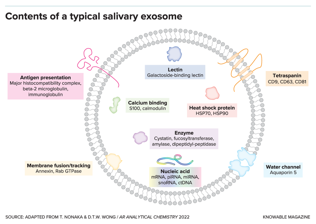 Is Saliva the Next Frontier in Cancer Detection?